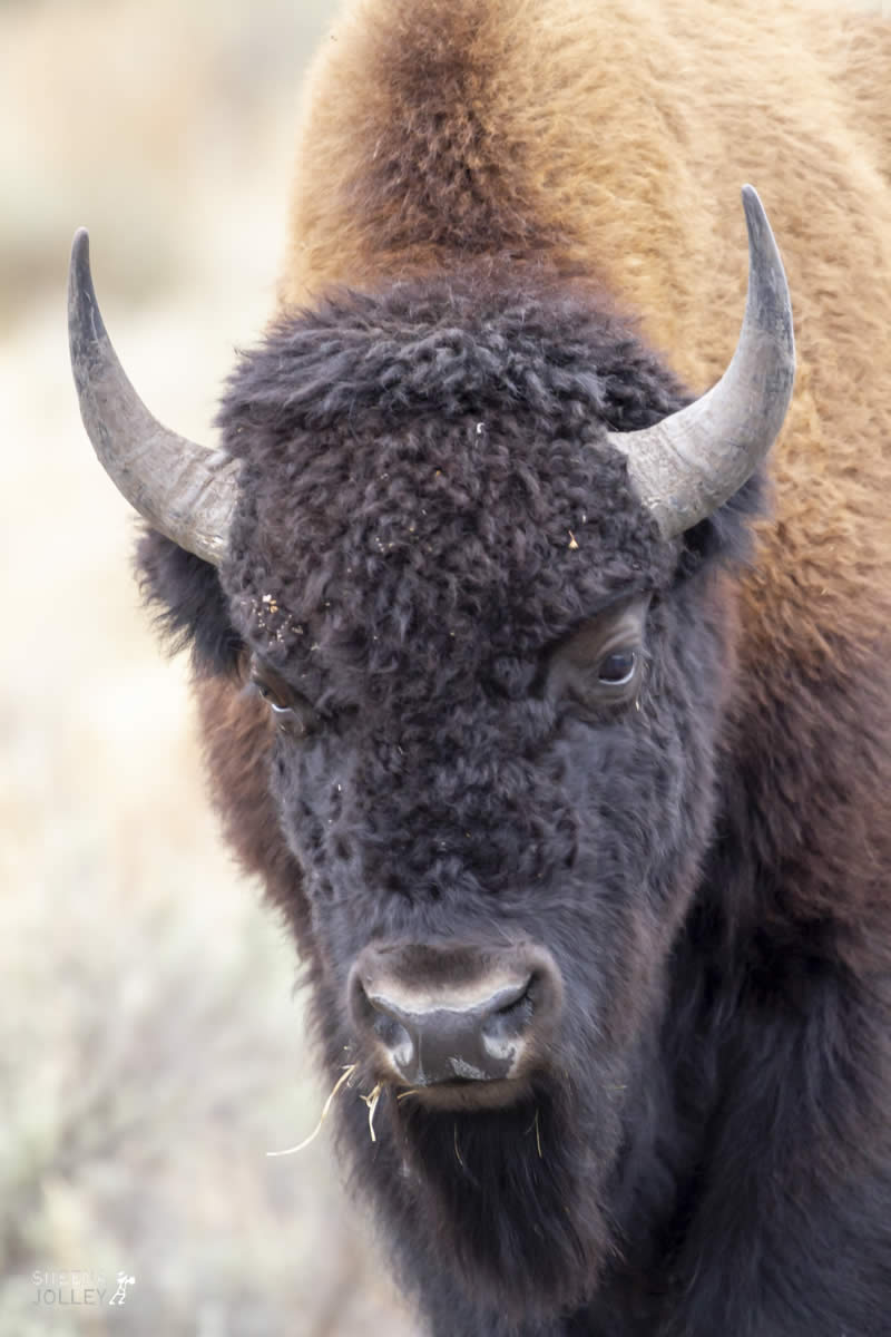 Head On.jpg - Yellowstone & Utah